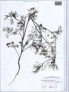 Cyclospermum leptophyllum (Pers.) Sprague, Caucasus, Abkhazia (K4a) (Abkhazia)