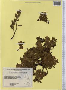 Arctostaphylos uva-ursi (L.) Spreng., Siberia, Russian Far East (S6) (Russia)