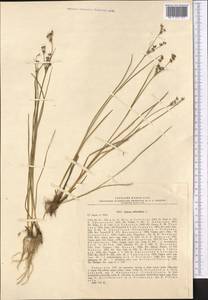 Juncus articulatus L., Middle Asia, Pamir & Pamiro-Alai (M2) (Uzbekistan)