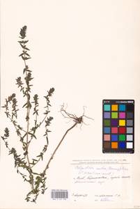 MHA 0 161 938, Odontites vulgaris Moench, Eastern Europe, North Ukrainian region (E11) (Ukraine)