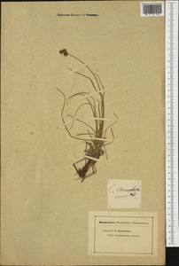 Carex arenaria L., Western Europe (EUR) (Not classified)