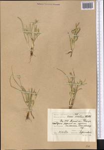 Carex secalina Willd. ex Wahlenb., Middle Asia, Caspian Ustyurt & Northern Aralia (M8) (Kazakhstan)