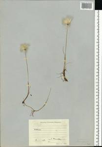 Eriophorum, Eastern Europe, Northern region (E1) (Russia)