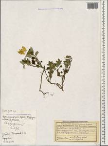 Scutellaria orientalis L., Caucasus, Black Sea Shore (from Novorossiysk to Adler) (K3) (Russia)