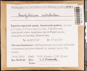 Brachythecium rutabulum (Hedw.) Schimp., Bryophytes, Bryophytes - North Caucasus & Ciscaucasia (B12) (Russia)