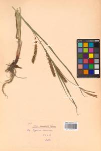 Carex sordida Van Heurck & Müll.Arg., Siberia, Russian Far East (S6) (Russia)