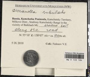 Dicranellopsis subulata (Hedw.) Bonfim Santos, Siebel & Fedosov, Bryophytes, Bryophytes - Chukotka & Kamchatka (B21) (Russia)