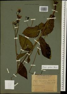Crepis caucasica C. A. Mey., Caucasus, Krasnodar Krai & Adygea (K1a) (Russia)