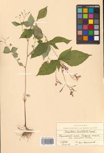 Impatiens furcillata Hemsl. ex Forbes & Hemsl., Siberia, Russian Far East (S6) (Russia)