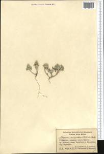 Alyssum szovitsianum Fisch. & C.A. Mey., Middle Asia, Pamir & Pamiro-Alai (M2) (Uzbekistan)
