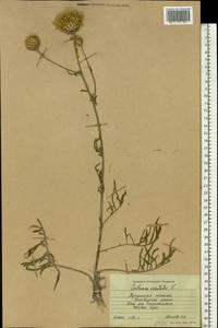 Centaurea orientalis L., Eastern Europe, North Ukrainian region (E11) (Ukraine)