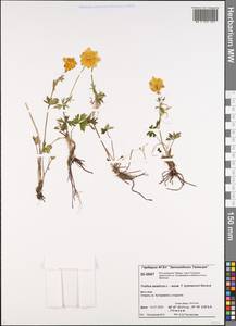 Trollius asiaticus L., Siberia, Central Siberia (S3) (Russia)