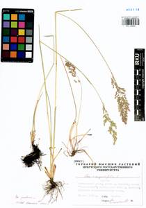 Poa pratensis L., Siberia, Baikal & Transbaikal region (S4) (Russia)