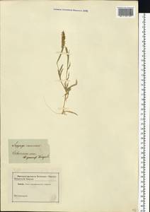 Tragus racemosus (L.) All., Eastern Europe, Moldova (E13a) (Moldova)