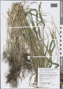 Elymus caninus (L.) L., Siberia, Baikal & Transbaikal region (S4) (Russia)