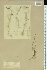Utricularia minor L., Eastern Europe, Moscow region (E4a) (Russia)