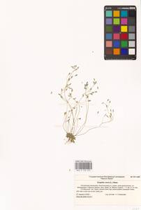 Draba verna L., Eastern Europe, Lower Volga region (E9) (Russia)