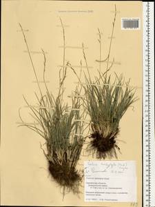 Festuca trachyphylla (Hack.) Hack., Eastern Europe, Western region (E3) (Russia)