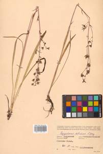 Anticlea sibirica (L.) Kunth, Siberia, Russian Far East (S6) (Russia)