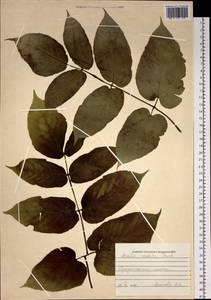 Aralia cordata Thunb., Siberia, Russian Far East (S6) (Russia)