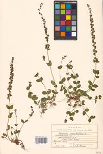 Veronica serpyllifolia L., Eastern Europe, Moscow region (E4a) (Russia)