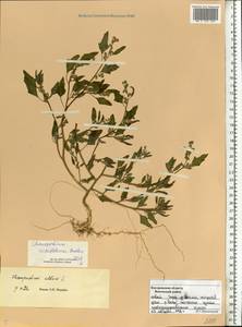 Chenopodium acerifolium Andrz., Eastern Europe, Central forest region (E5) (Russia)