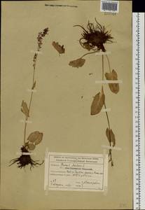 Rumex arifolius All., Siberia, Altai & Sayany Mountains (S2) (Russia)