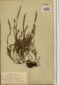 Calluna vulgaris (L.) Hull, Eastern Europe, Central forest-and-steppe region (E6) (Russia)
