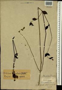 Pupalia lappacea (L.) A. Juss., Africa (AFR) (South Africa)