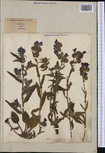 Echium plantagineum L., Western Europe (EUR) (Italy)