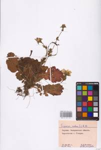 Geum montanum L., Eastern Europe, West Ukrainian region (E13) (Ukraine)
