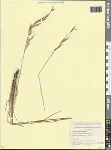 Helictochloa armeniaca (Schischk.) Romero Zarco, Caucasus, Stavropol Krai, Karachay-Cherkessia & Kabardino-Balkaria (K1b) (Russia)