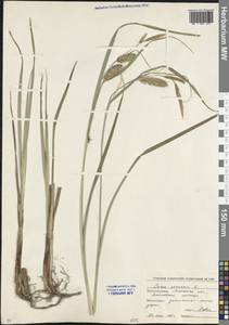 Carex vesicaria L., Eastern Europe, Moscow region (E4a) (Russia)