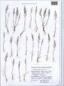 Catapodium rigidum (L.) C.E.Hubb., Caucasus, Black Sea Shore (from Novorossiysk to Adler) (K3) (Russia)