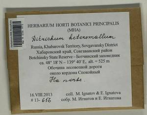 Ditrichum heteromallum (Hedw.) E. Britton, Bryophytes, Bryophytes - Russian Far East (excl. Chukotka & Kamchatka) (B20) (Russia)