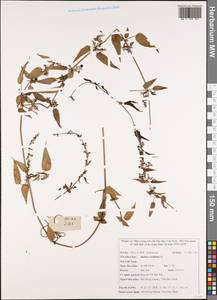 Rubia cordifolia L., South Asia, South Asia (Asia outside ex-Soviet states and Mongolia) (ASIA) (Vietnam)