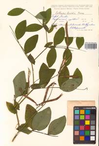 Lathyrus davidii Hance, Siberia, Russian Far East (S6) (Russia)