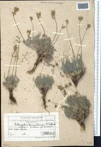 Astragalus kronenburgii B. Fedtsch. ex Kneucker, Middle Asia, Northern & Central Tian Shan (M4) (Kazakhstan)