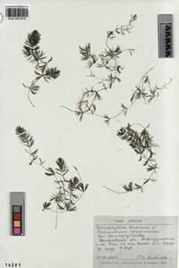 KUZ 003 815, Ceratophyllum demersum L., Siberia, Altai & Sayany Mountains (S2) (Russia)