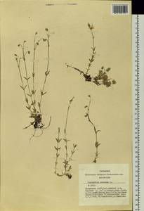 Cerastium arvense L., Siberia, Altai & Sayany Mountains (S2) (Russia)