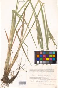 Carex pseudocyperus L., Eastern Europe, Lower Volga region (E9) (Russia)