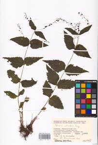 MHA 0 161 076, Veronica urticifolia Jacq., Eastern Europe, West Ukrainian region (E13) (Ukraine)