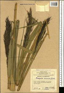 Phragmites australis (Cav.) Trin. ex Steud., Caucasus, Azerbaijan (K6) (Azerbaijan)