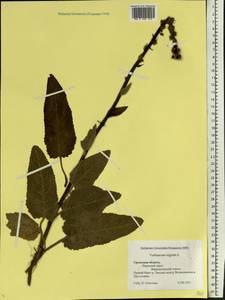 Verbascum nigrum L., Eastern Europe, Eastern region (E10) (Russia)