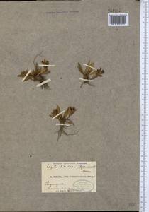 Lagotis korolkowii (Regel & Schmalh.) Maxim., Middle Asia, Western Tian Shan & Karatau (M3) (Uzbekistan)