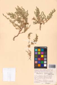 Petrosimonia oppositifolia (Pall.) Litv., Eastern Europe, Lower Volga region (E9) (Russia)