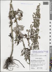 Artemisia vulgaris L., Siberia, Baikal & Transbaikal region (S4) (Russia)