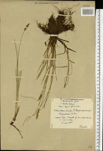 Carex diandra Schrank, Eastern Europe, Central forest region (E5) (Russia)