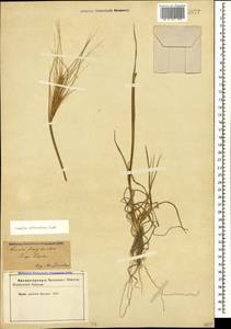 Secale sylvestre Host, Caucasus, Azerbaijan (K6) (Azerbaijan)