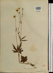 Ranunculus propinquus C. A. Mey., Siberia, Baikal & Transbaikal region (S4) (Russia)